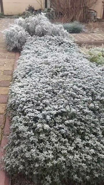 Морозец разукрасил сад❄️❄️❄️ смотреть онлайн