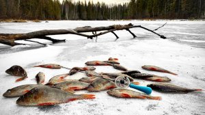 ПЕРВЫЙ ЛЁД 2025-2026 на ЛЕСНОМ ОЗЕРЕ / ЗДЕСЬ ОКУНИ ЗАГИБАЮТ КИВОК! РЫБАЛКА на БЕЗМОТЫЛКУ