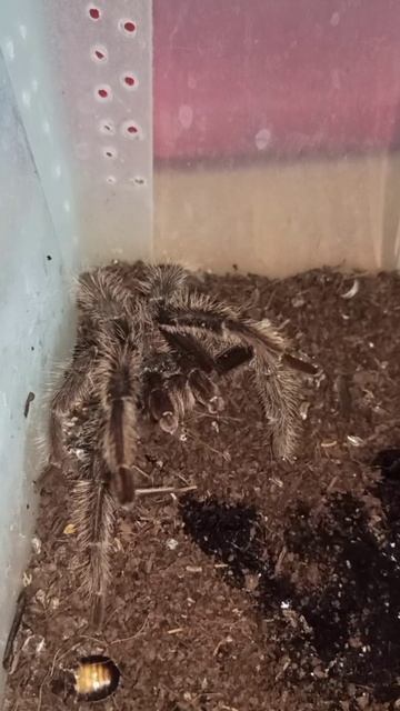 Бздливость Волтера... 16 ноября 2025 г. смотреть онлайн