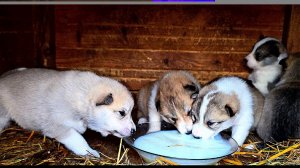 Подкормка щенков