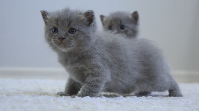 Позитив на выходные! Котятам три недели. Освоение нового пространства смотреть онлайн