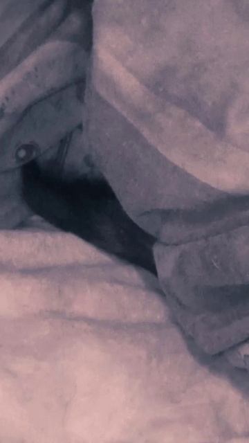 Позитивчик от кошки Зины. 16 ноября 2025 г. смотреть онлайн