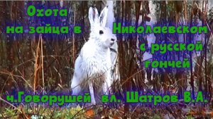Охота на зайца в Николаевском с русской гончей ч.Говорушей вл.Шатров В.А.#охотасгончей#топ#hunting