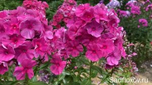 Флокс Комплимент селекции В.Я. Суриковой