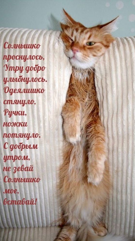 Котики. смотреть онлайн