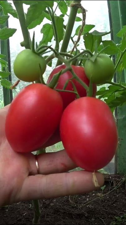 Какие сорта томатов я выращиваю для консервирования смотреть онлайн