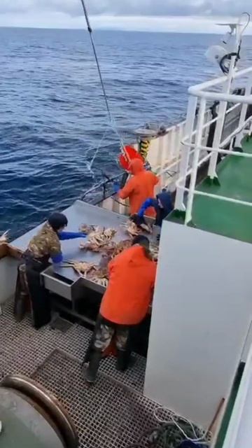 Добыча краба в Охотском море. В течении 20 лет эта работа была частью в моей жизни. смотреть онлайн