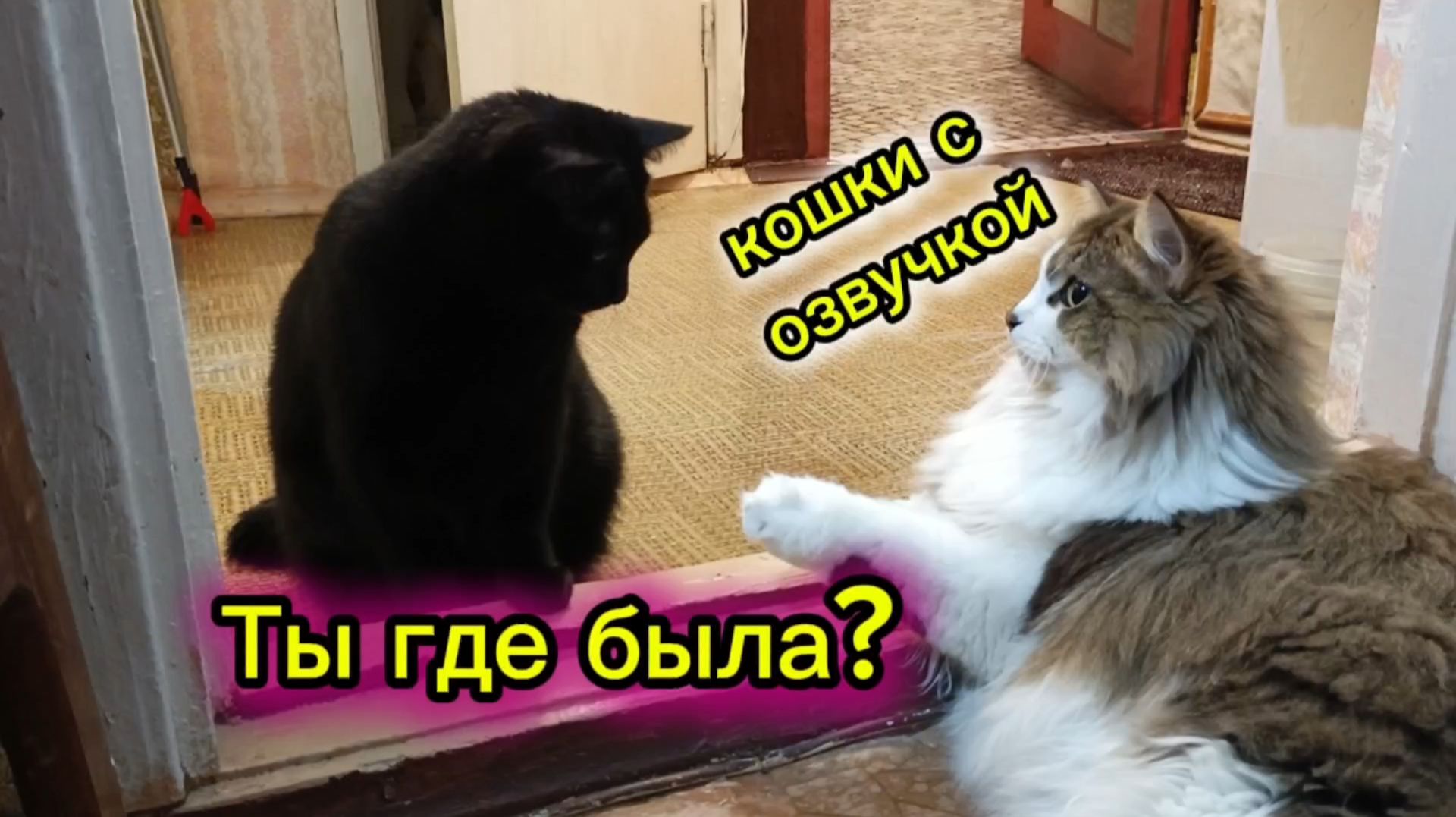 КОШКИ С ОЗВУЧКОЙ. смотреть онлайн