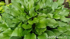 Хоста Лейксайд Сторм Воч, еще одна приозерная хоста