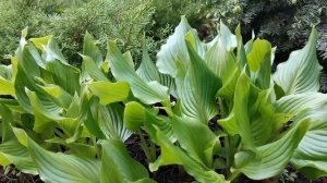 Хоста Брайдгрум - одна из моих любимых хост зеленых оттенков