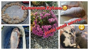 52. Живем на Юге. Изобилие рыбы. Ответы про переезд.