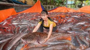 Купите много крупных сомов у фермера. Отвезите на рынок для продажи.