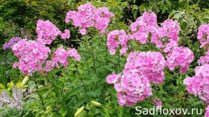 Дымчатый флокс Примирение моей селекции