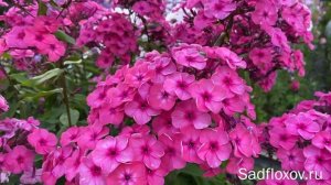 Розовый флокс Сорочинская Ярмарка, моей селекции