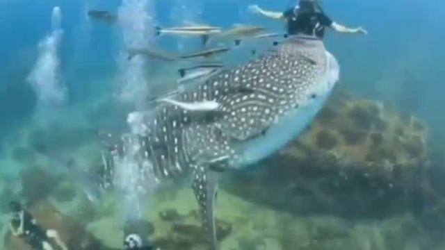 Снова акула смотреть онлайн