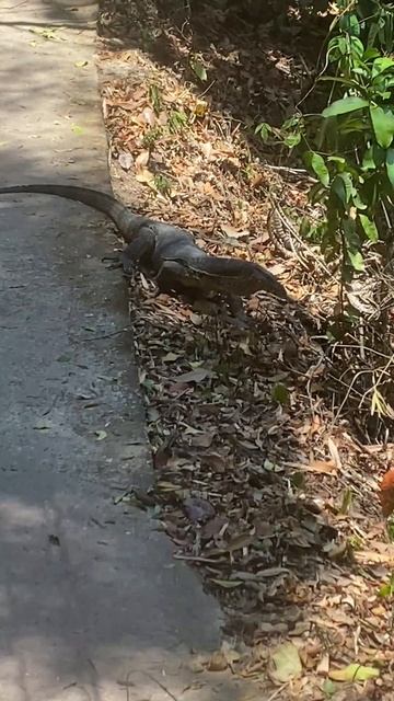 Кто больше испугался? смотреть онлайн