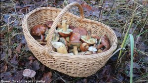 Вот это удача! Польские грибы и встреча с европейской ланью