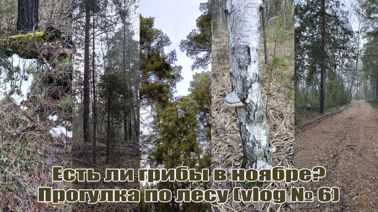 Есть ли грибы в ноябре? Прогулка по лесу (vlog № 6) смотреть онлайн