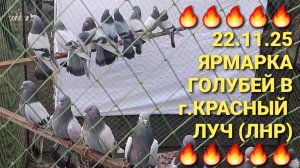 🔥🔥🔥 22.11.25 Первая ярмарка голубей в этом сезоне в г.Красный Луч (ЛНР). Птичий рынок. Pigeons.
