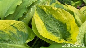 Хоста Glad Rags Глэд Рэгс в моем саду