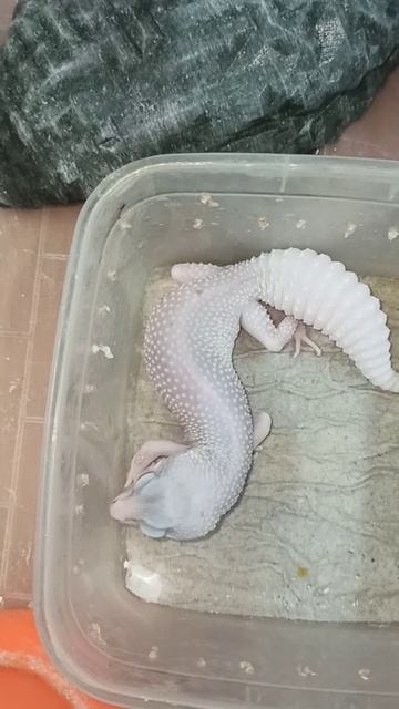 Зефирка. 15 ноября 2025 г. смотреть онлайн