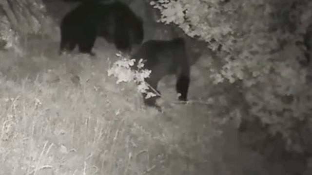 Медведи фото ловушка смотреть онлайн