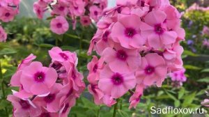 Флокс Джефс Пинк Jeff's Pink