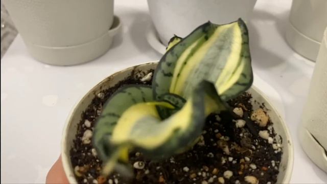 Обзор моей коллекции сансевиерий🪴Часть 4 A Review of My Sansevieria Collection🪴 Part 4 смотреть онлайн