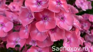 Любимый флокс моего мужа, флокс Ливадия, моей селекции
