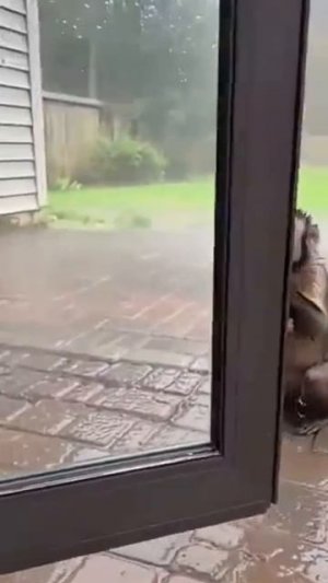 Хотите верьте, хотите нет: капуцины спасаясь от дождя могут попроситься ...   1000041737.mp4