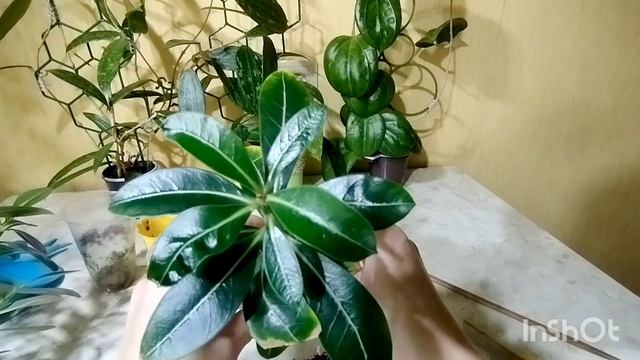 🔥Пересаживаем адениумы правильно + смотрим на подросшие каудексы! ❤