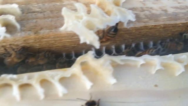 Добрый любимый бакфаст смотреть онлайн