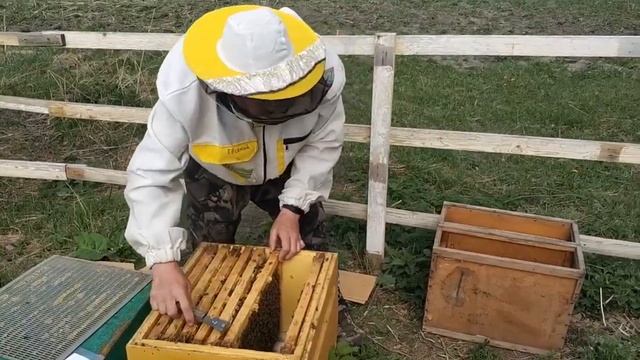 Пчелопакет Бакфаст продажа смотреть онлайн