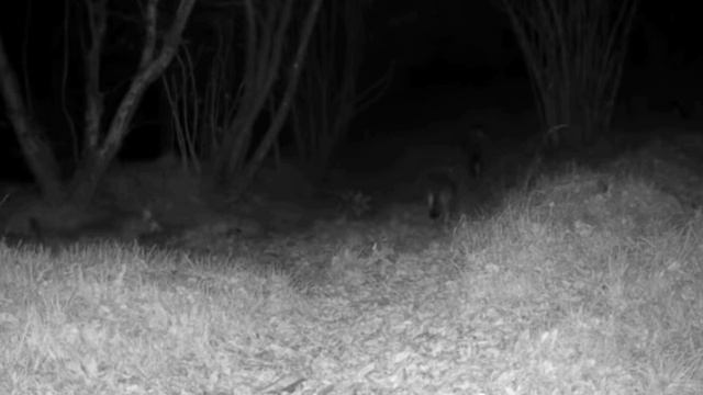 🐺🐺🐺🐺🐺 фото ловушка смотреть онлайн