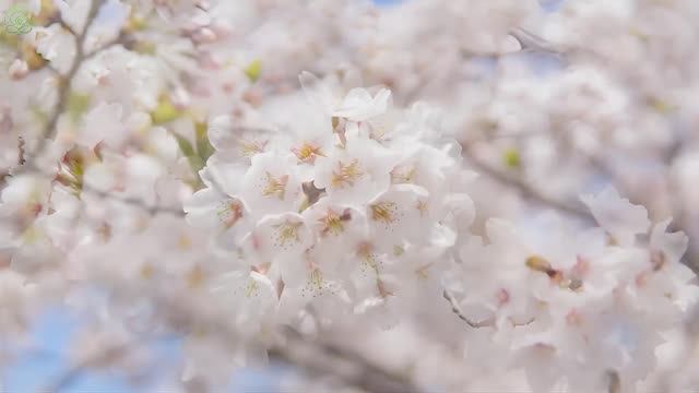 Музыка для здорового сердца и спокойного ума 🌿 Антистресс, расслабление и гармония #4 смотреть онлайн