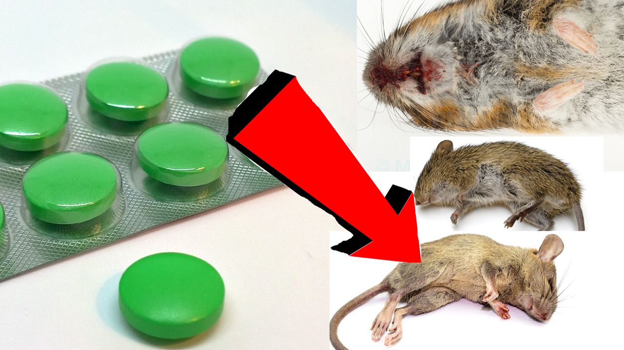 Как избавиться от мышей и крыс навсегда За 1 минуту.!!!!!!!. смотреть онлайн