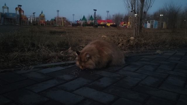 КоШа Лисьей породы в парке смотреть онлайн