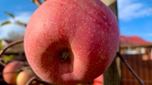 Ноябрь 2025 (клоны Фуджи: Мема, Фубракс, Бени Шогун, Ацтек)