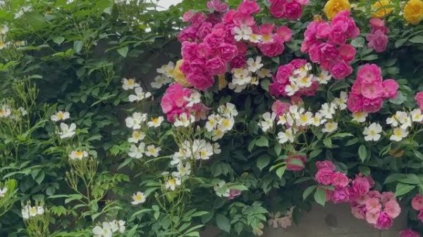 САДЫ ЯПОНИИ. ПРЕМИЯ САДУ Rosa & Berry Tawada - Garden Excellence Award 2025.