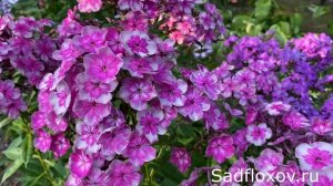 Прекрасный флокс Конек-Горбунок неизвестного автора