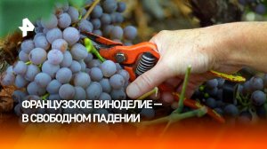Урожай упал на треть: винодельческую отрасль Франции охватил кризис