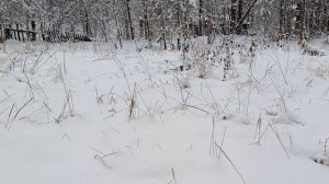 Позвони мне, сынок. Автор песни Татьяна Олексийчук