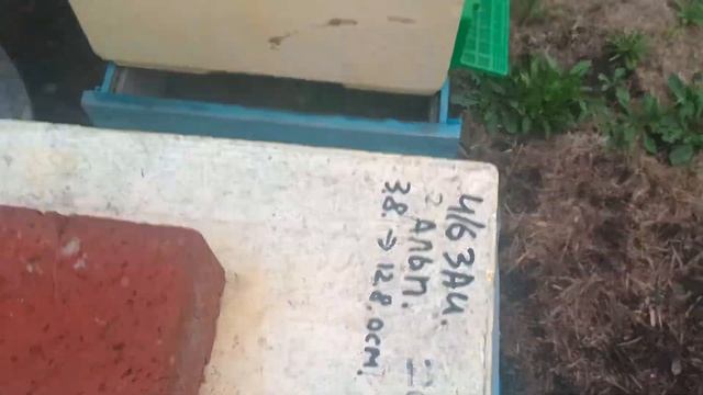 Карника Племенные маточки получение и подсадка смотреть онлайн