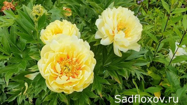 Знаменитый, желтый пион Бартзелла (Bartzella) смотреть онлайн