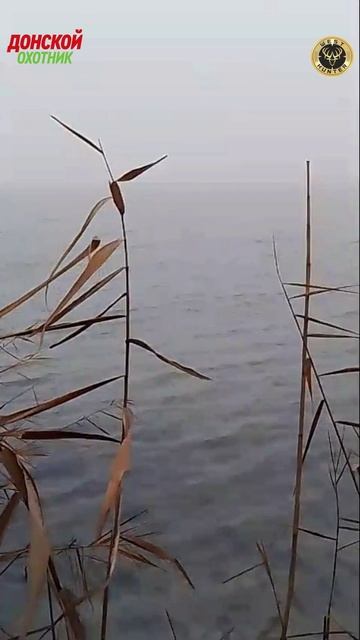 Охота на утку - утка есть но сбросили воду смотреть онлайн