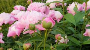 Шикарный бомбовидный пион Шиз Май Стар (She's My Star), в моем саду