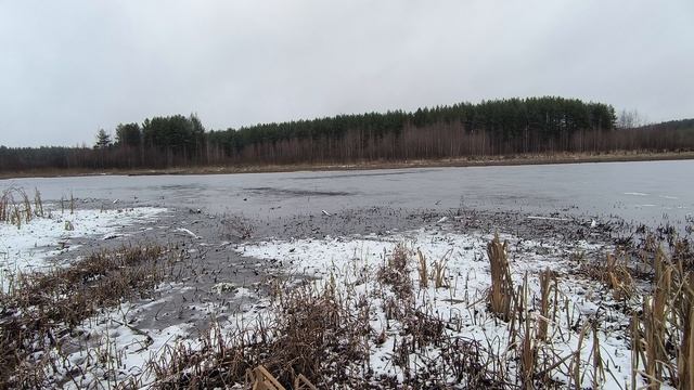 Пруд. Ноябрь 2025