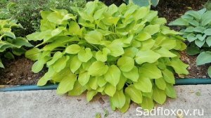 Яркая и красивая, небольшая хоста Бойз Той (Boyz Toy)