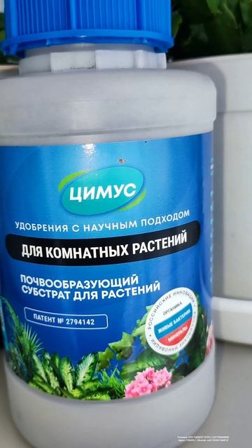 Декабрист цветет не переставая смотреть онлайн