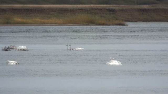 лебеди на Каме